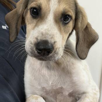 PEGGY -  Hound and Mixed Breed Dog for Adoption in Seale, Alabama - PEGGY | PetCurious
