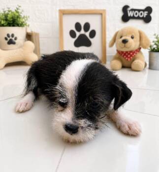 POPPET (out of town) -  Shih Tzu Dog for Adoption in New York, New York - POPPET (out Of Town) | PetCurious