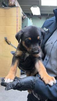 Rottweiler Dogs Available for Adoption - YEAGER | PetCurious