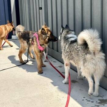 Fogerty -  Shepherd Dog for Adoption in Matteson, Illinois - Fogerty | PetCurious