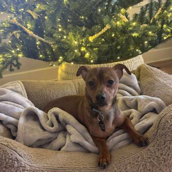 Rescue Chihuahua and Dachshund Dogs for Adoption in Savannah, Georgia - Paloma Picante | PetCurious