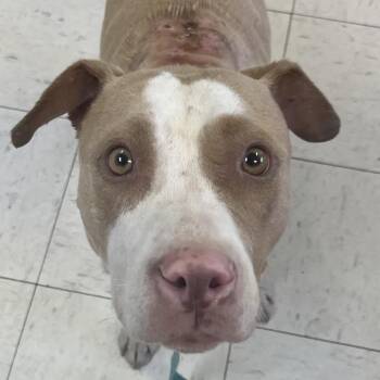 Annabelle -  Pit Bull Terrier Dog for Adoption in Jacksonville, Arkansas - Annabelle | PetCurious