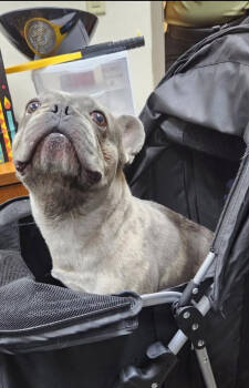 Rescue French Bulldog Dogs for Adoption in Grant-Valkaria, Florida - Tank | PetCurious