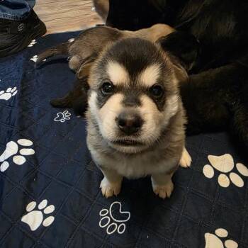 Koda -  Mixed Breed Dog for Adoption in Bismarck, North Dakota - Koda | PetCurious