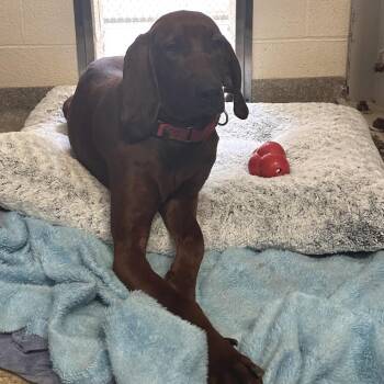 Redbone Coonhound Dogs Available for Adoption - Bonnie | PetCurious