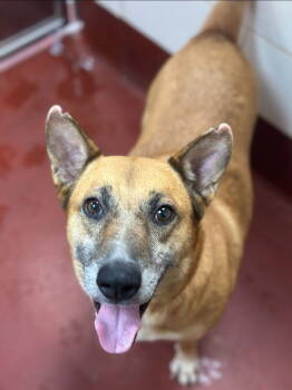 Rescue German Shepherd Dog Dogs for Adoption in Douglasville, Georgia - Giselle | PetCurious