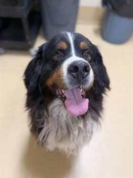PRINCE -  Bernese Mountain Dog Dog for Adoption in Chula Vista, California - PRINCE | PetCurious