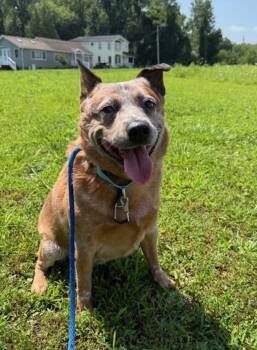 Rescue Australian Cattle Dog Blue Heeler Dogs for Adoption in Kingston, New York - Hank | PetCurious