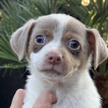 MISO -  Terrier Dog for Adoption in Los Angeles, California - MISO | PetCurious
