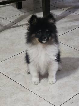 Pomeranian Dogs Available for Sale in Laredo, Texas - Terrance | PetCurious