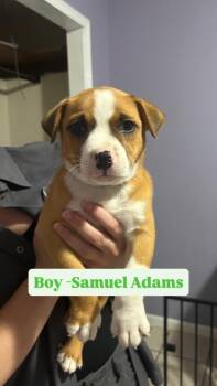 Samuel Adams (Green Stripe) -  Boxer and Pit Bull Terrier Dog for Adoption in Russellville, Kentucky - Samuel Adams (Green Stripe) | PetCurious