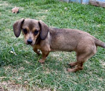 Miniature Dachshund Dogs Available for Adoption in Chickasha, Oklahoma - Dallas | PetCurious
