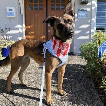 Shepherd Dogs Available for Adoption - Victoria | PetCurious