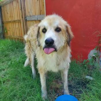 Kovu KC -  Great Pyrenees and Mixed Breed Dog for Adoption in Austin, Texas - Kovu KC | PetCurious