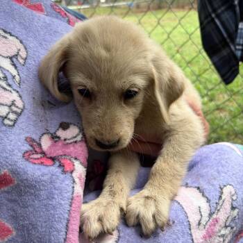 Ava -  Great Pyrenees Dog for Adoption in Sequatchie, Tennessee - Ava | PetCurious