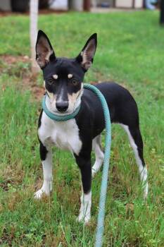 Rat Terrier and Chihuahua Dogs Available for Adoption in Nocona, Texas - Pepper | PetCurious