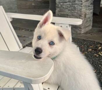 Stellan -  Siberian Husky and Mixed Breed Dog for Adoption in Fort Worth, Texas - Stellan | PetCurious