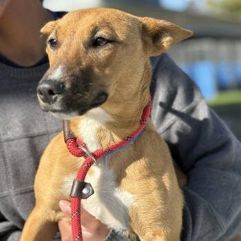 Chauncy -  Bull Terrier Dog for Adoption in Hawthorne, California - Chauncy | PetCurious