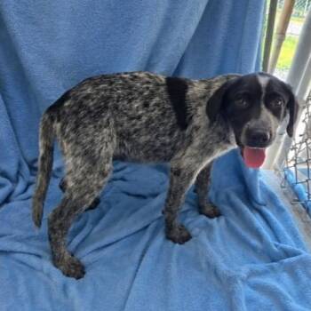 Blue Smoke -  Pointer and Mixed Breed Dog for Adoption in Nashville, Tennessee - Blue Smoke | PetCurious