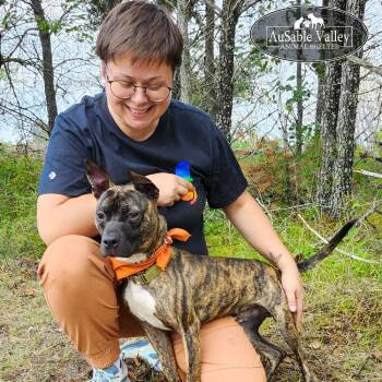 Rescue Mixed Breed Dogs for Adoption in Grayling, Michigan - Tetris | PetCurious