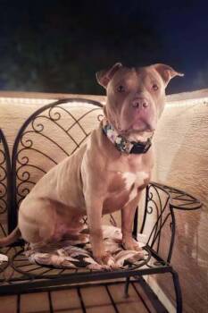 Rescue American Staffordshire Terrier Dogs for Adoption in West Richland, Washington - Tex | PetCurious