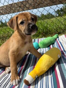 Indy -  Labrador Retriever Dog for Adoption in Tarrytown, Georgia - Indy | PetCurious