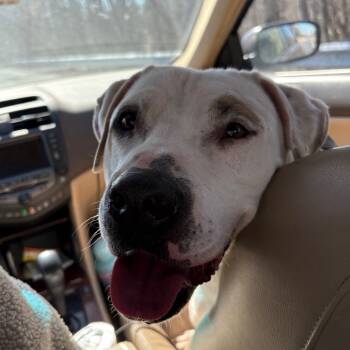 Rescue Dogo Argentino Dogs for Adoption in Flintstone, Maryland - Moose | PetCurious