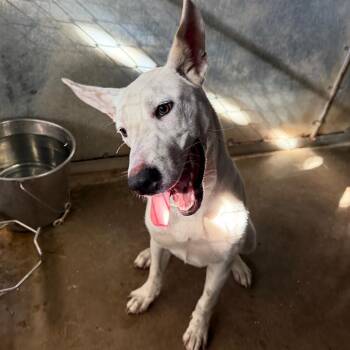 Tucker -  Shepherd Dog for Adoption in Edinburg, Texas - Tucker | PetCurious