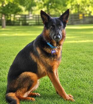 GUNTHER -  German Shepherd Dog Dog for Adoption in Houston, Texas - GUNTHER | PetCurious