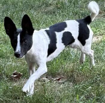 Titan -  Chihuahua and Mixed Breed Dog for Adoption in Wilkesboro, North Carolina - Titan | PetCurious