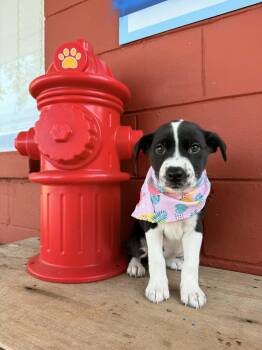 Rosie -  Border Collie Dog for Adoption in Pensacola, Florida - Rosie | PetCurious