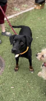 Labrador Retriever Dogs Available for Adoption in Denver, Colorado - Athena | PetCurious