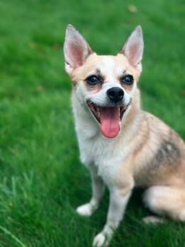 Willow -  Chihuahua Dog for Adoption in Atlanta, Georgia - Willow | PetCurious