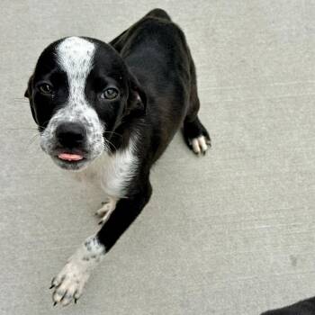 Star -  Labrador Retriever and Mixed Breed Dog for Adoption in Matteson, Illinois - Star | PetCurious