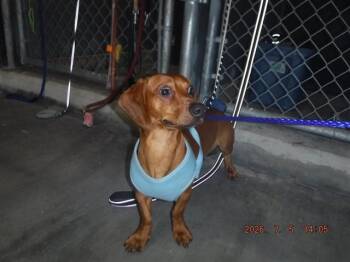 CLYDE -  Dachshund Dog for Adoption in Doral, Florida - CLYDE | PetCurious