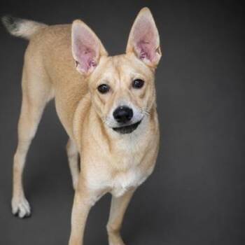 Woody -  Terrier and Mixed Breed Dog for Adoption in Allentown, Pennsylvania - Woody | PetCurious