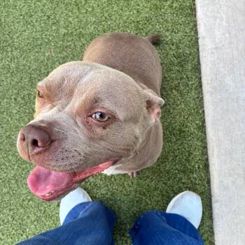 Kim -  English Bulldog and Mixed Breed Dog for Adoption in Greensboro, North Carolina - Kim | PetCurious