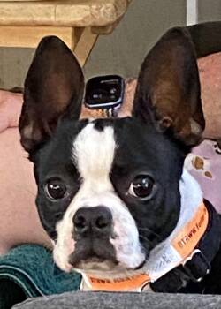 Maggie 2 -  Boston Terrier Dog for Adoption in Pasco, Washington - Maggie 2 | PetCurious