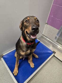 Vuitton -  German Shepherd Dog and Doberman Pinscher Dog for Adoption in Wellington, Kansas - Vuitton | PetCurious