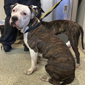 IVHS-Stray-140644 -  Pit Bull Terrier Dog for Adoption in San Gabriel, California - IVHS-Stray-140644 | PetCurious