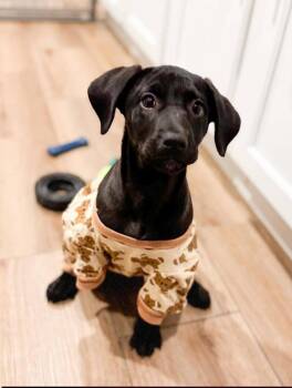 Labrador Retriever and Black And Tan Coonhound Dogs Available for Adoption - Pepper | PetCurious