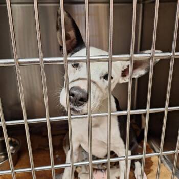 Bam Bam -  Terrier Dog Available for Adoption in Gautier, Mississippi - Bam Bam | PetCurious