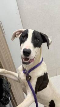 Ferdinand -  Great Dane and Mixed Breed Dog for Adoption in Honolulu, Hawaii - Ferdinand | PetCurious