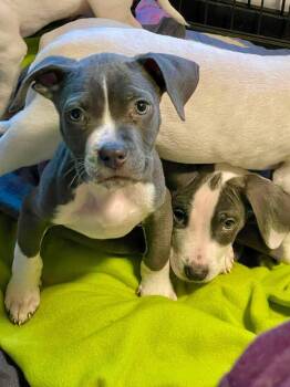 Will -  Mixed Breed Dog for Adoption in Berwick, Maine - Will | PetCurious