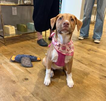 Border Collie and Labrador Retriever Dogs Available for Adoption in Pflugerville, Texas - Cassie | PetCurious