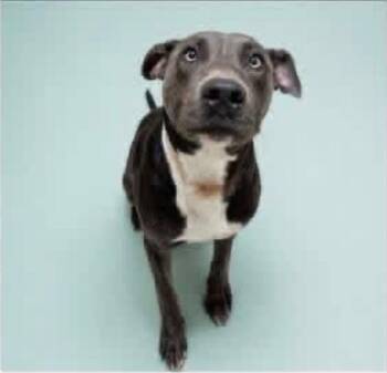 Rocky -  Pit Bull Terrier Dog for Adoption in Charlotte, Michigan - Rocky | PetCurious