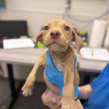 Enid -  Mixed Breed Dog for Adoption in Columbiana, Alabama - Enid | PetCurious