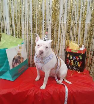 American Staffordshire Terrier Dogs Available for Adoption - Moonee | PetCurious