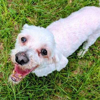 Papi Gonzales -  Miniature Poodle Dog for Adoption in Houston, Texas - Papi Gonzales | PetCurious