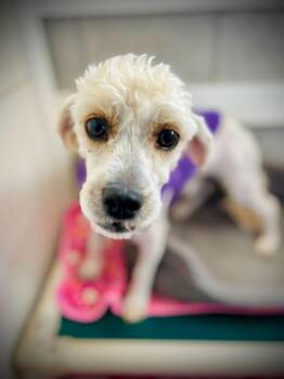 Maltese and Standard Poodle Dogs Available for Adoption - Diego Jan 26 | PetCurious
